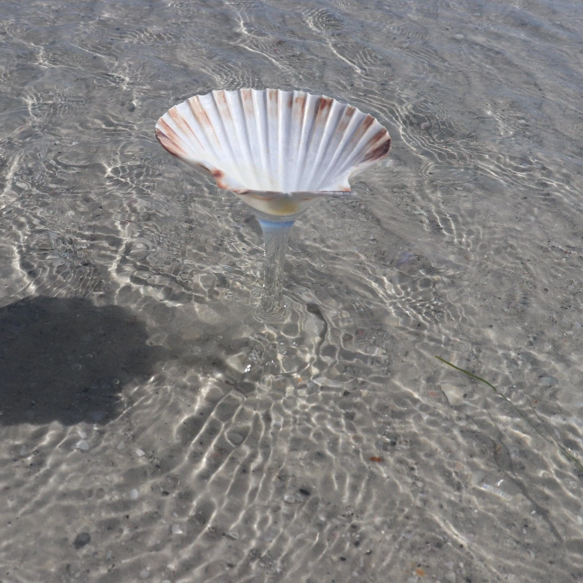 Martini Shell Glass