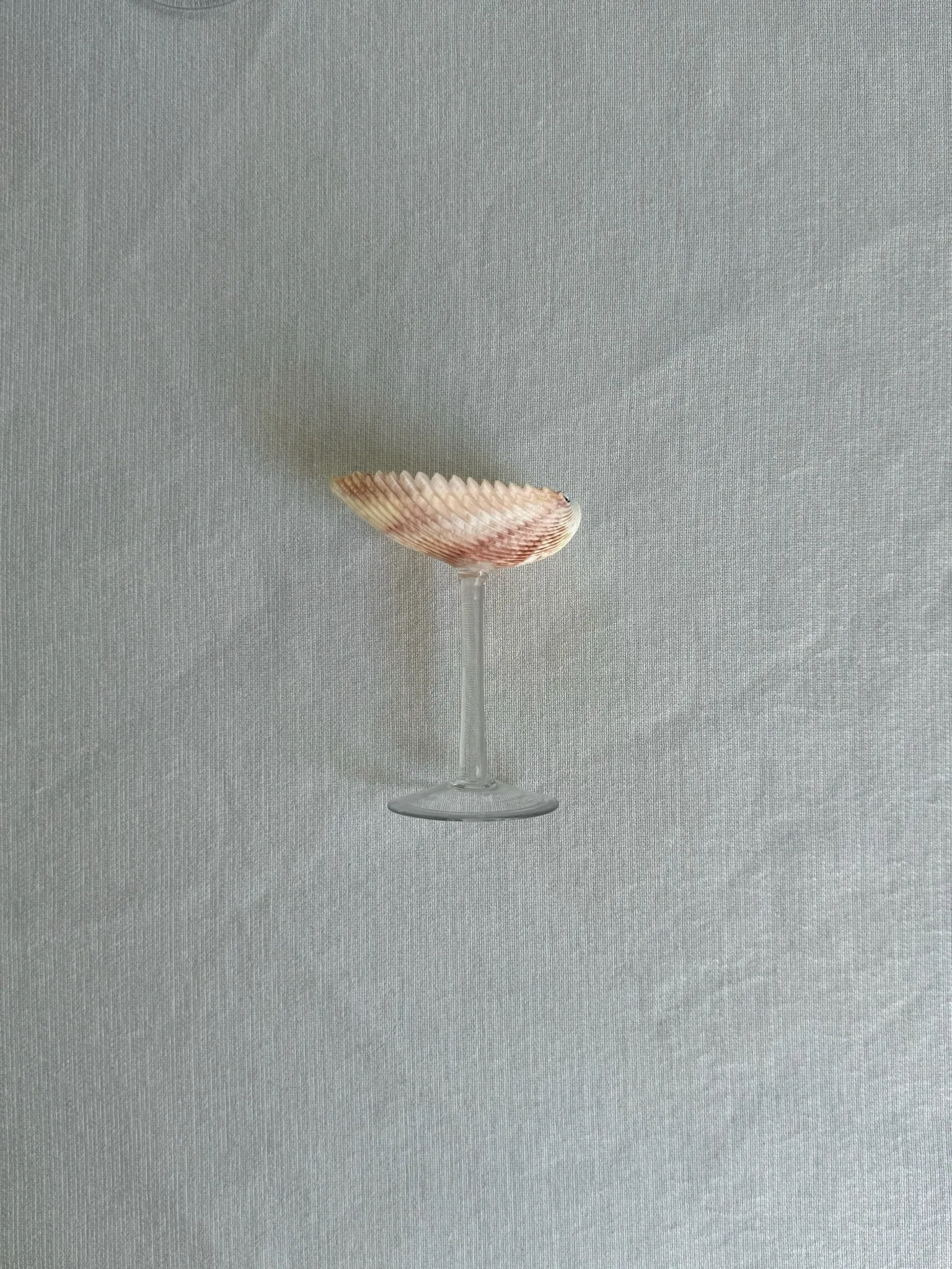 Sea Shell Glasses